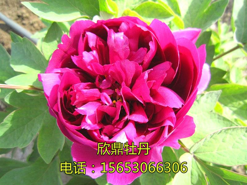 四旋