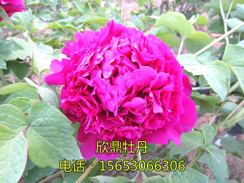 首案紅
