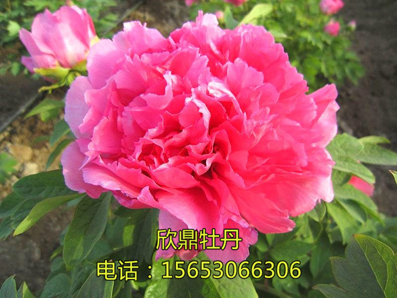 清照似品紅
