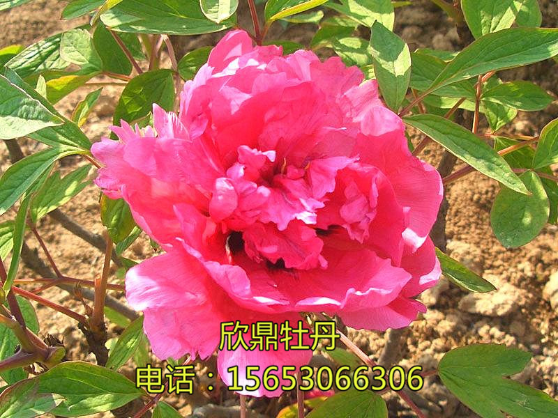 秦紅