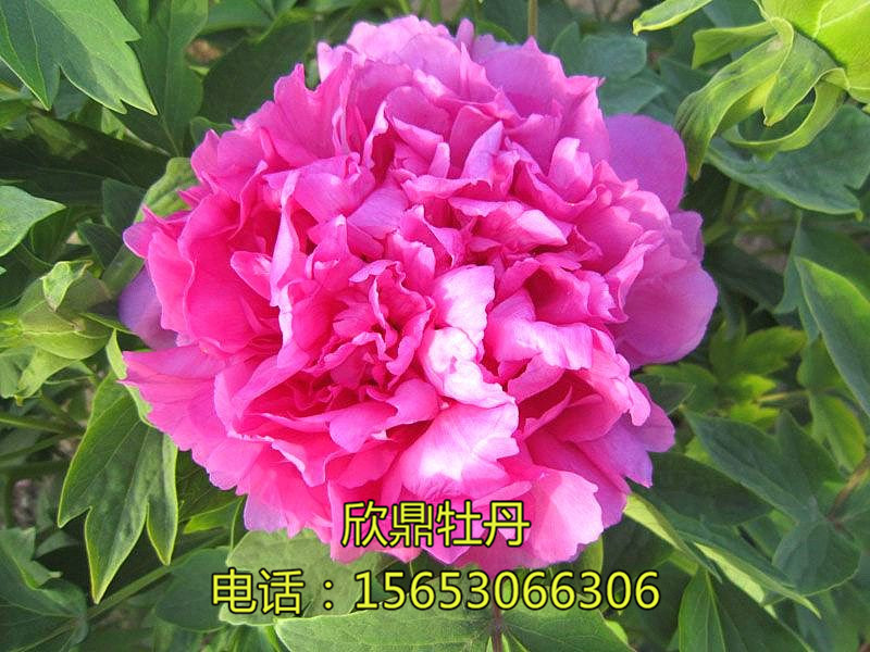 玫紅飄香