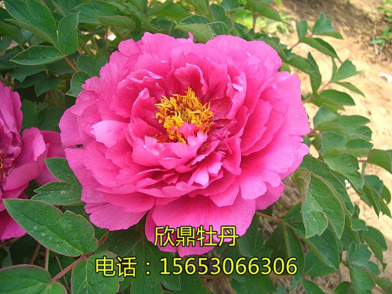 滿江紅