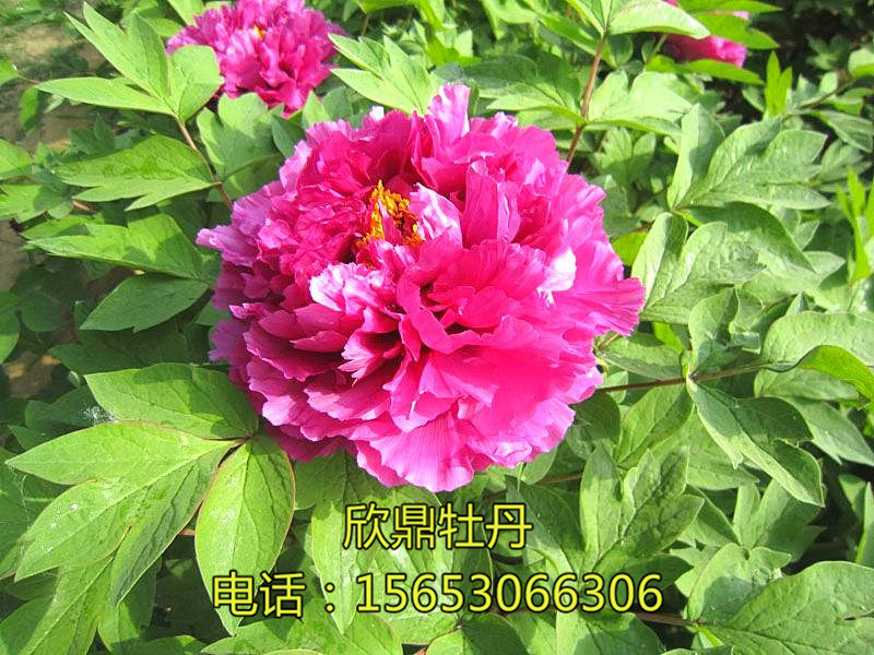 洛陽紅