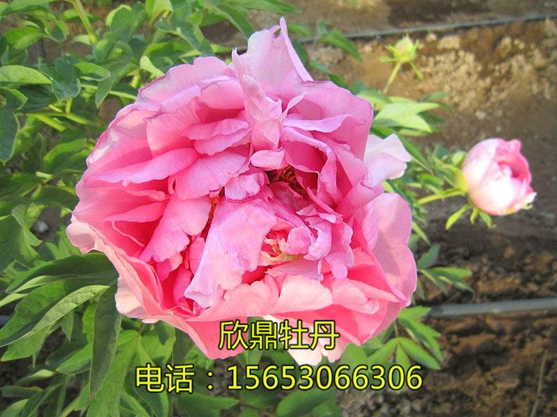 李園春