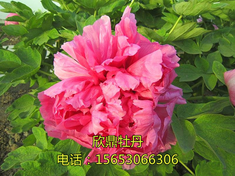 18號(hào)