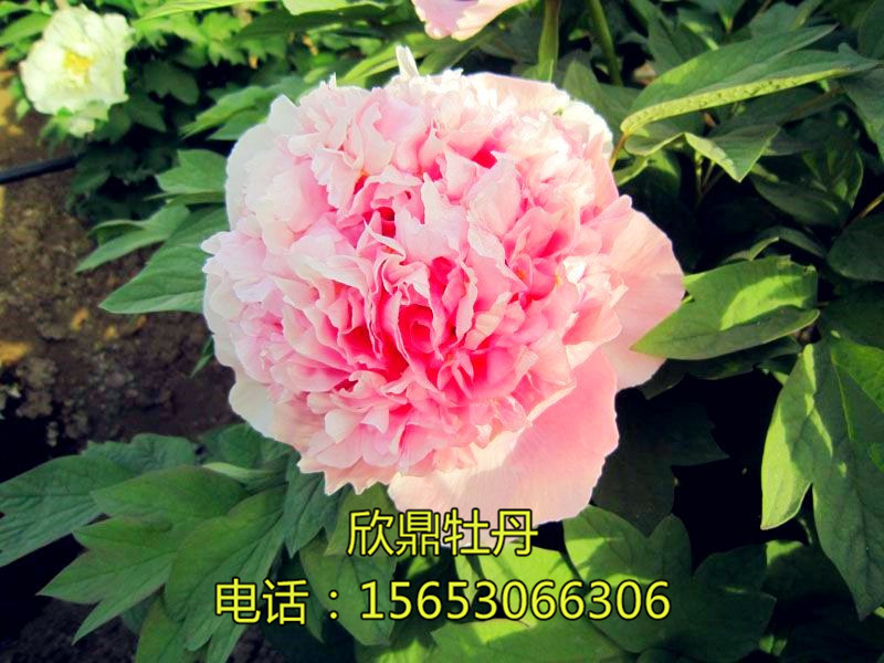 遲粉