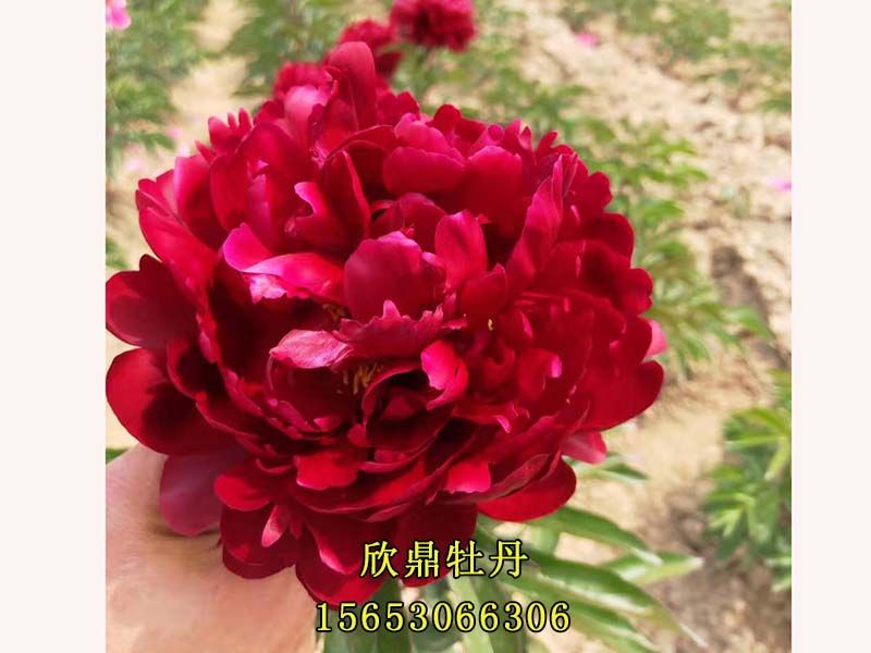 紅色芍藥