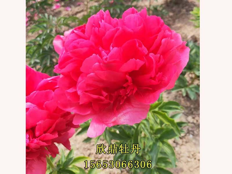 紅色芍藥