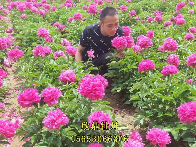 粉色芍藥