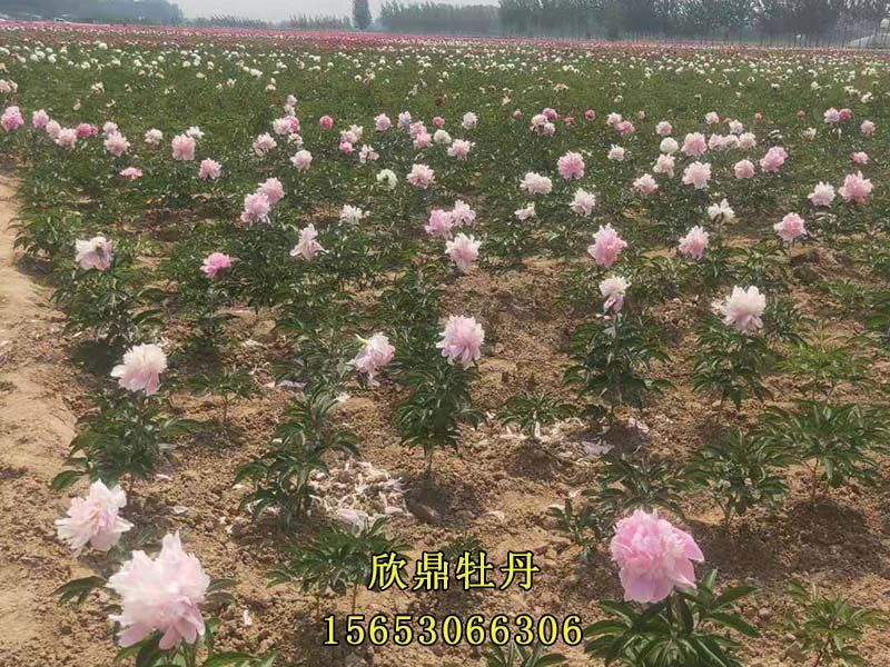 粉色芍藥