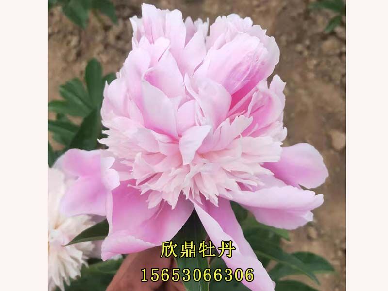 粉色芍藥