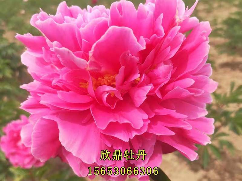 紅色芍藥