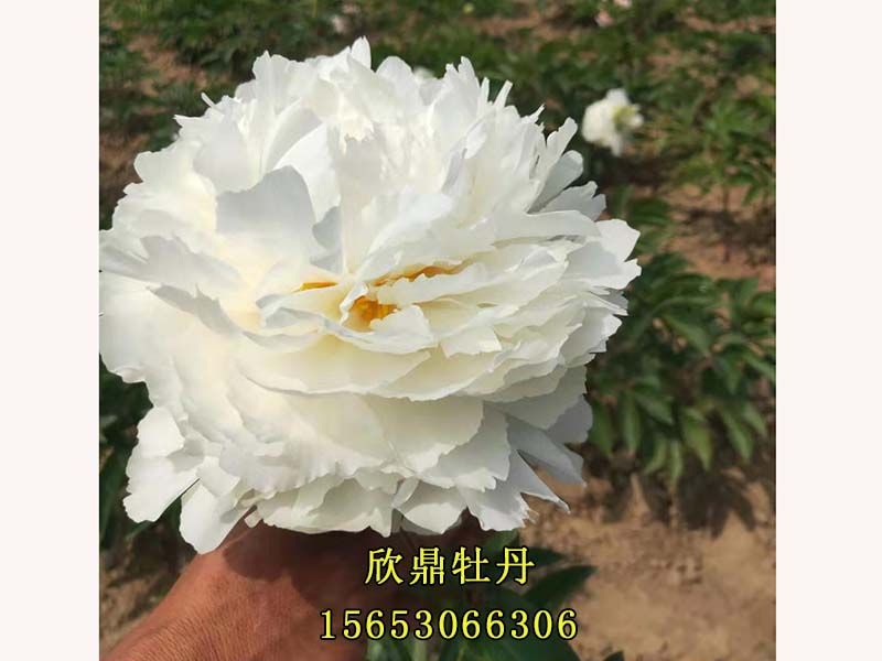 白色芍藥