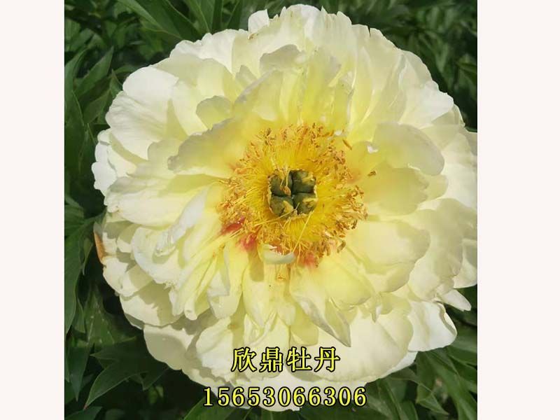 白色芍藥