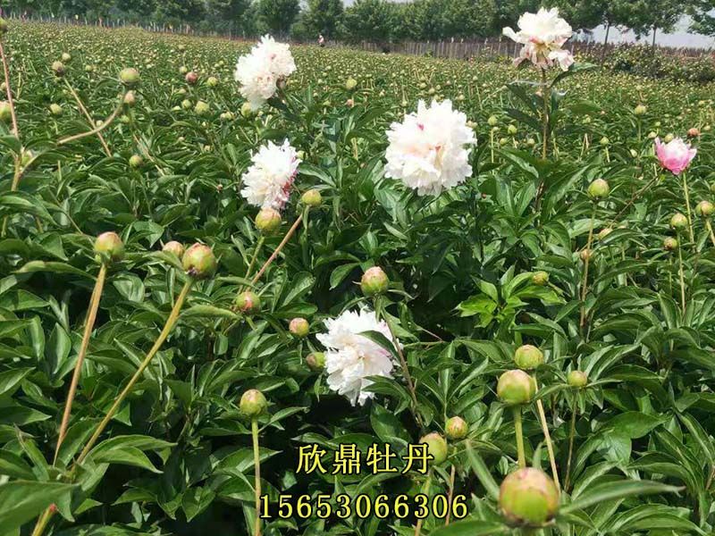 白色芍藥