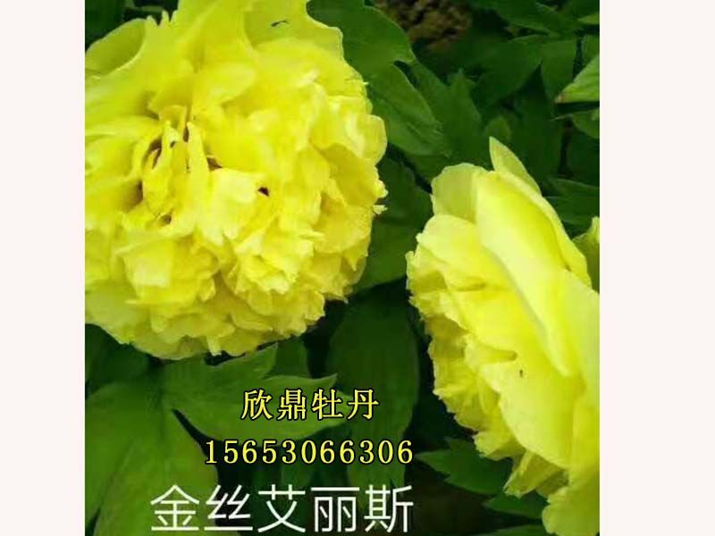 金絲艾麗斯