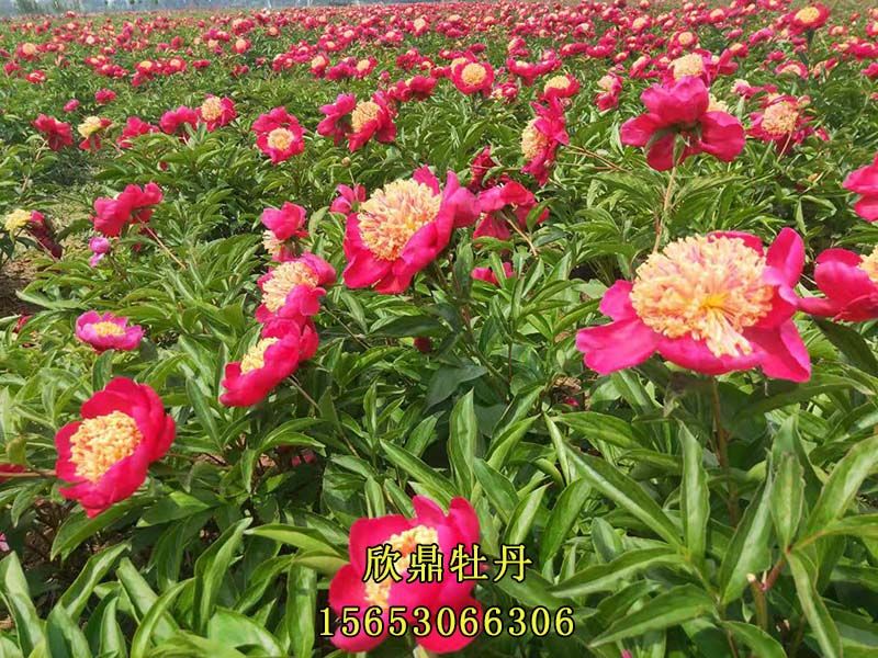 紅色芍藥