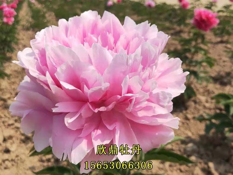 粉色芍藥