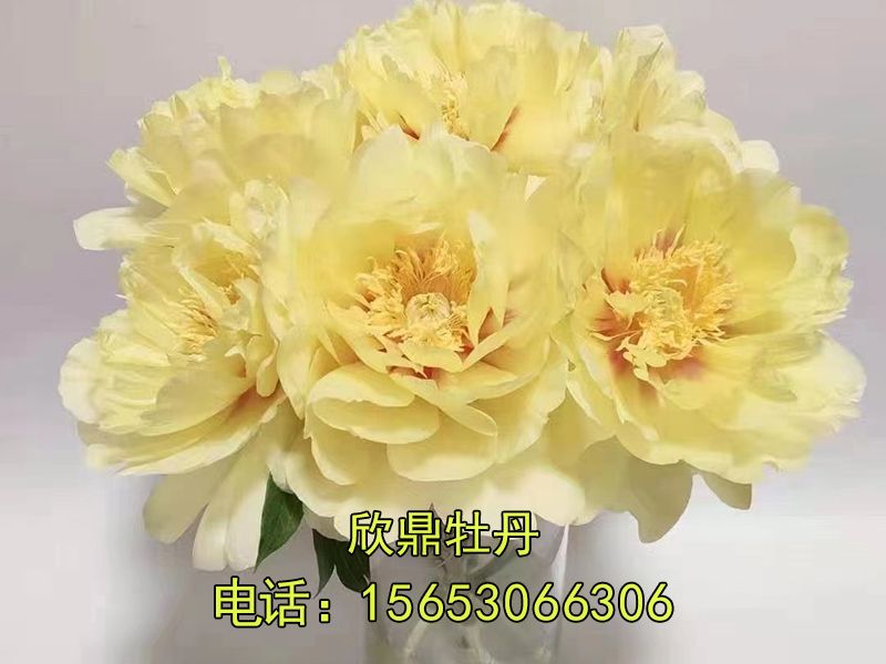 鮮切花