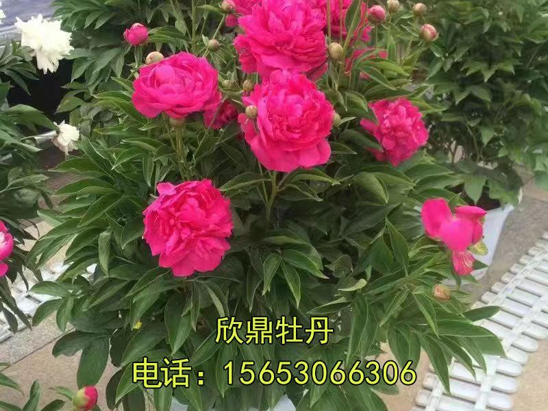 紅色芍藥
