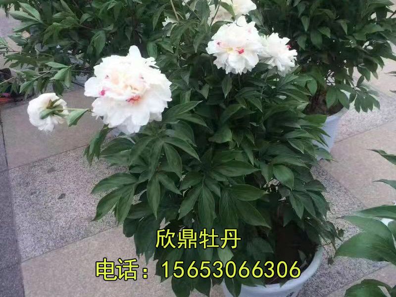 白色芍藥