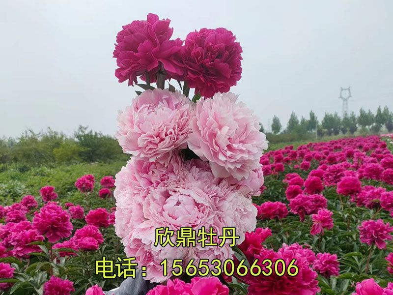 芍藥基地