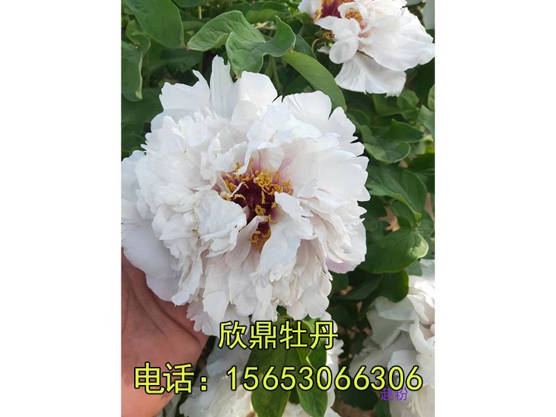 趙粉