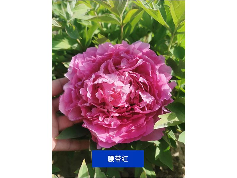 腰帶紅