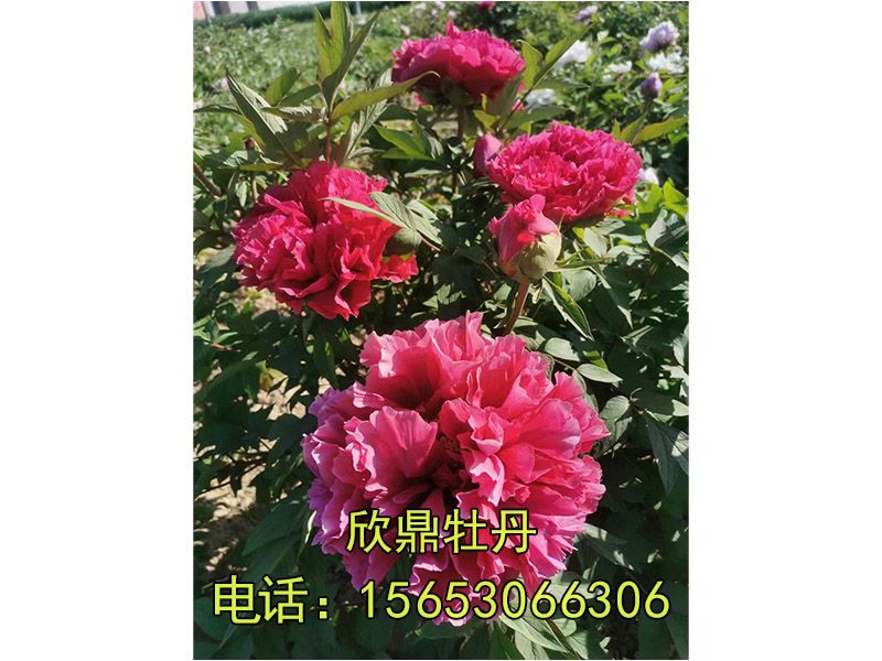 紅色牡丹